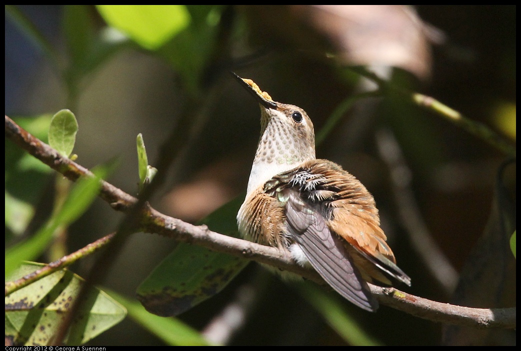 0730-085841-02.jpg - Allen's Hummingbird
