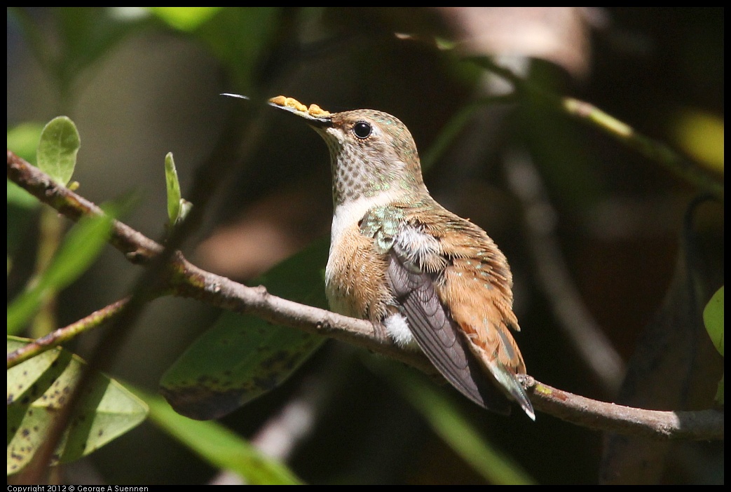 0730-085842-01.jpg - Allen's Hummingbird