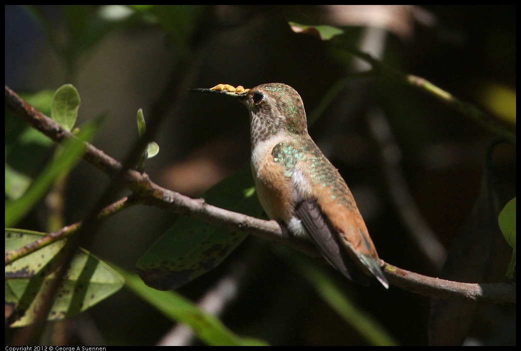 0730-085843-03.jpg - Allen's Hummingbird