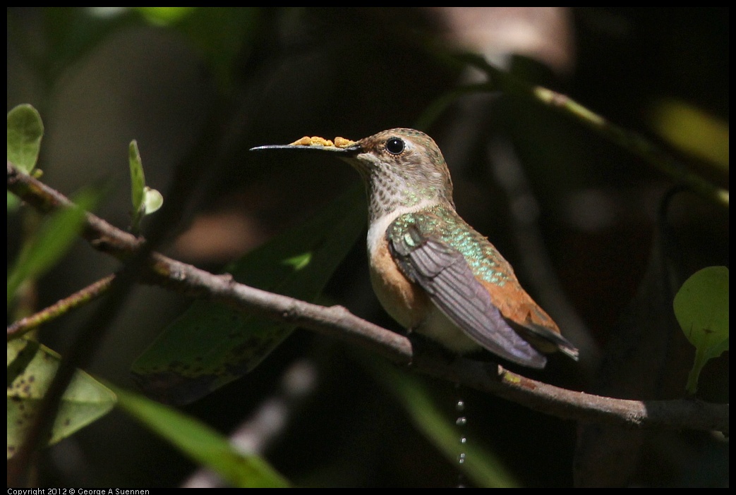 0730-085846-01.jpg - Allen's Hummingbird
