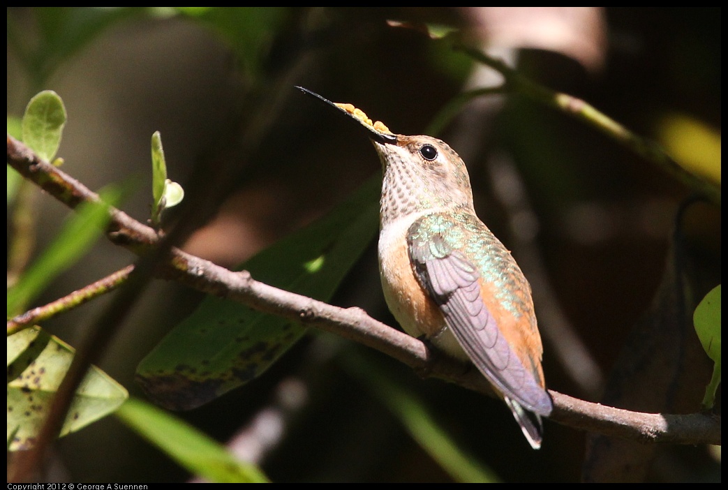 0730-085854-03.jpg - Allen's Hummingbird