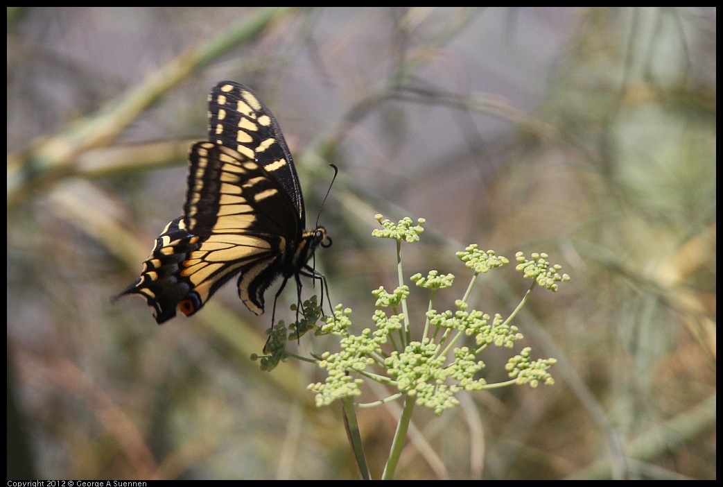 0805-140127-01.jpg - Swallowtail Butterfly