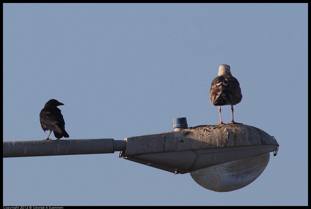 0807-063441-01.jpg - American Crow and Gull