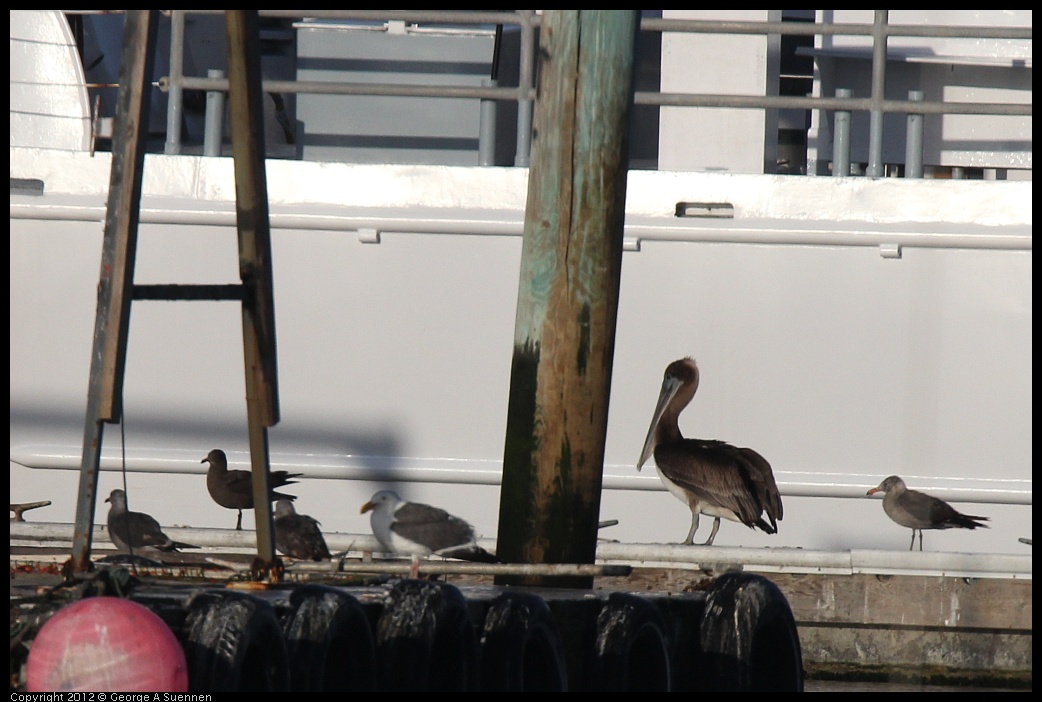 0807-063901-01.jpg - Brown Pelican and Gulls