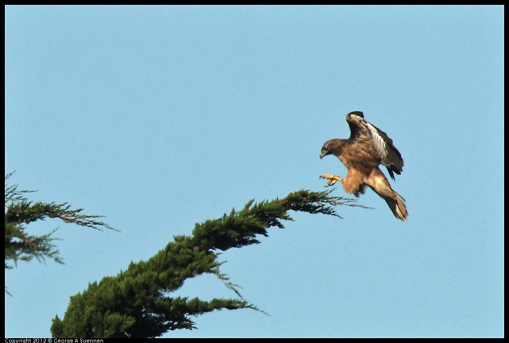 0807-075615-03.jpg - Red-tailed Hawk
