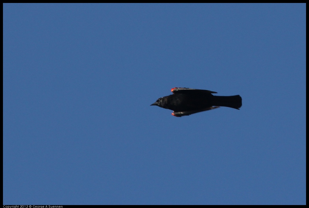 0807-075651-01.jpg - Red-winged Blackbird
