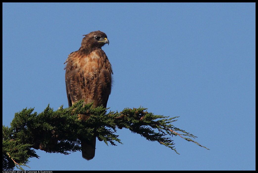 0807-075919-01.jpg - Red-tailed Hawk
