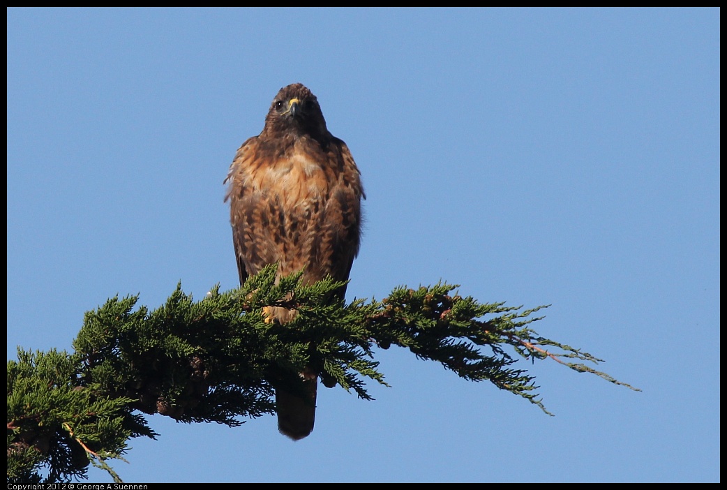 0807-075923-01.jpg - Red-tailed Hawk