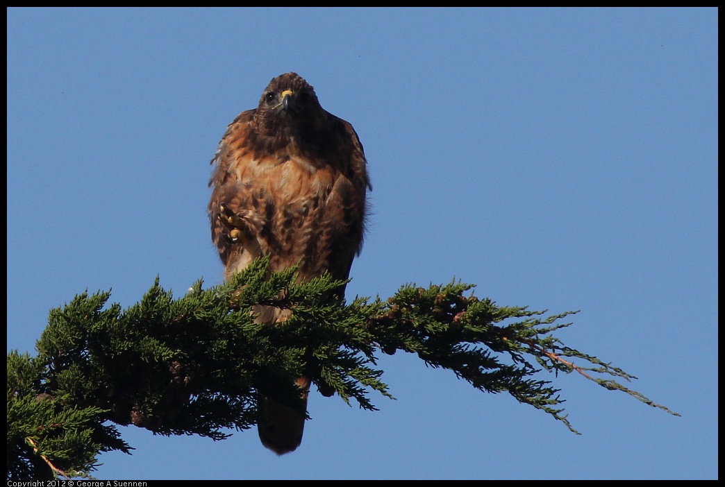 0807-075924-03.jpg - Red-tailed Hawk