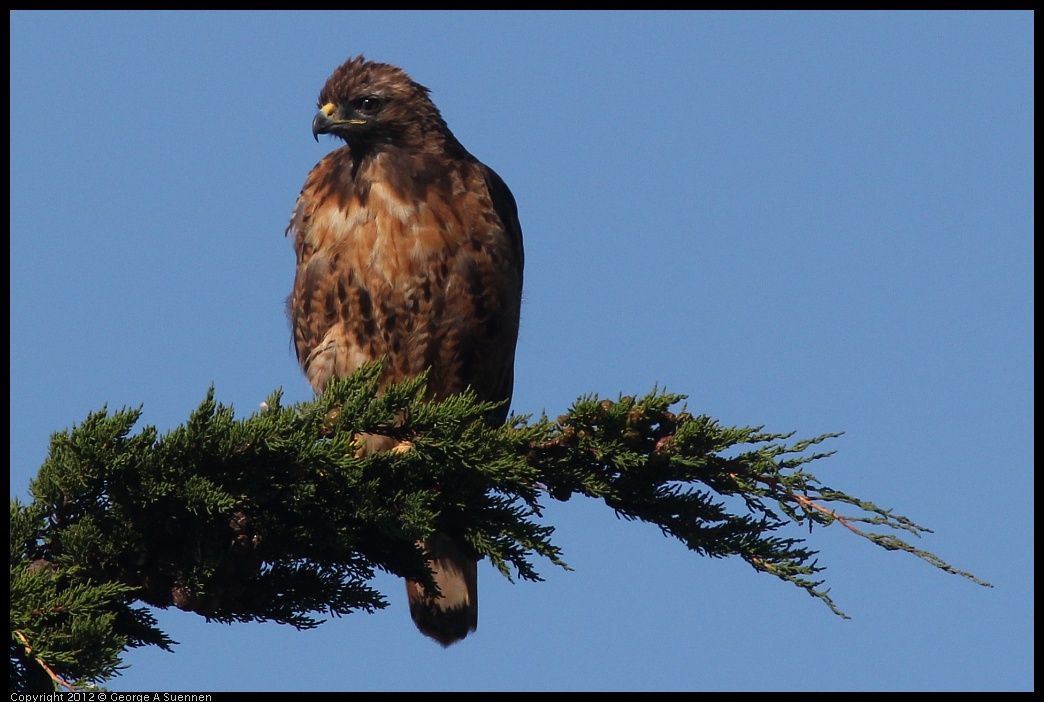 0807-075930-01.jpg - Red-tailed Hawk