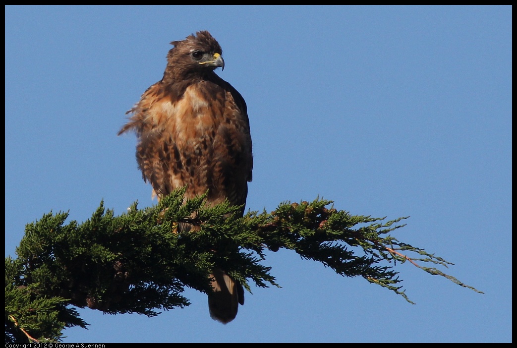 0807-075936-01.jpg - Red-tailed Hawk
