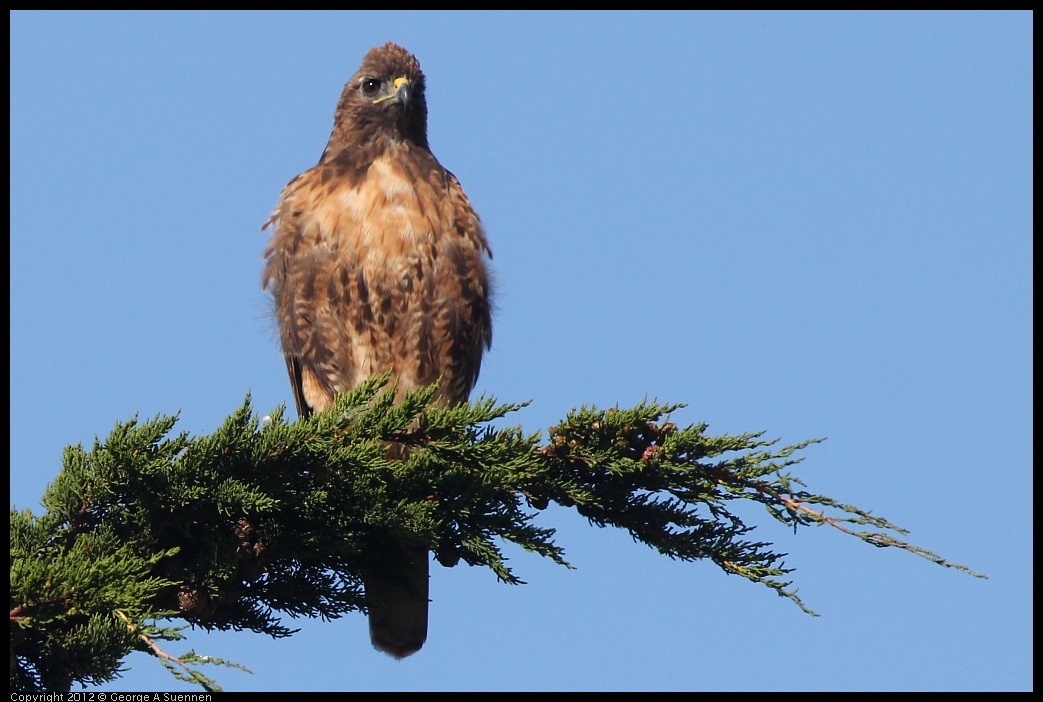 0807-080005-01.jpg - Red-tailed Hawk
