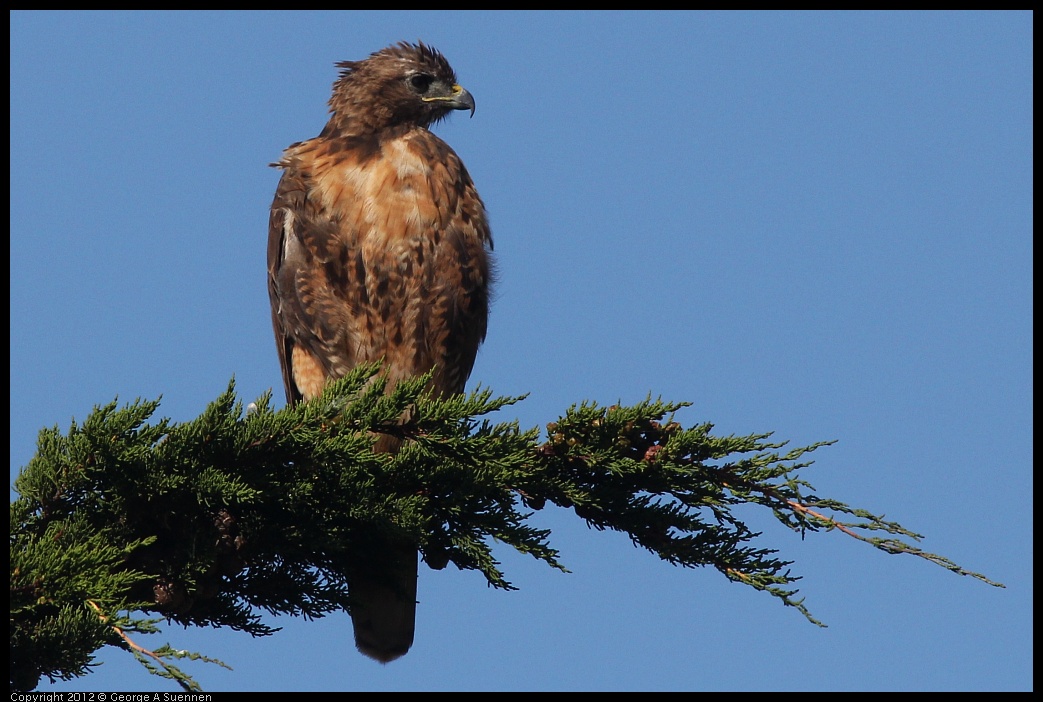 0807-080020-01.jpg - Red-tailed Hawk