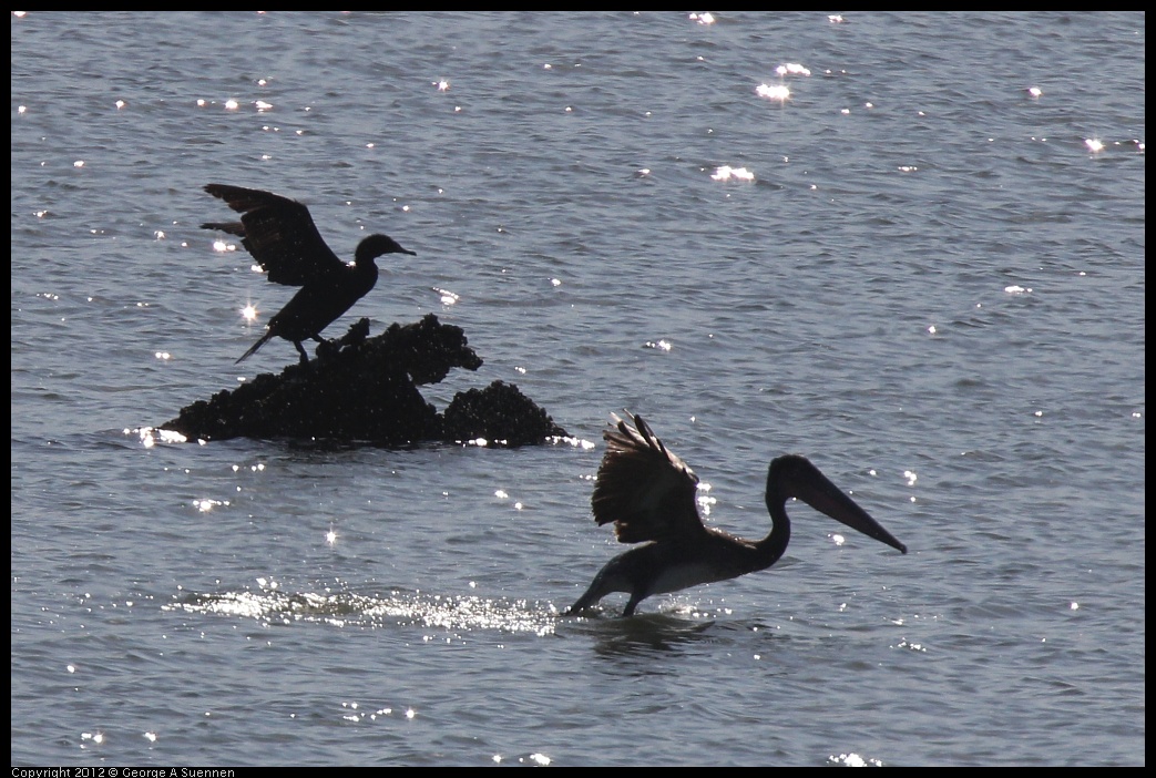 0807-081017-02.jpg - Pelican and Cormorant