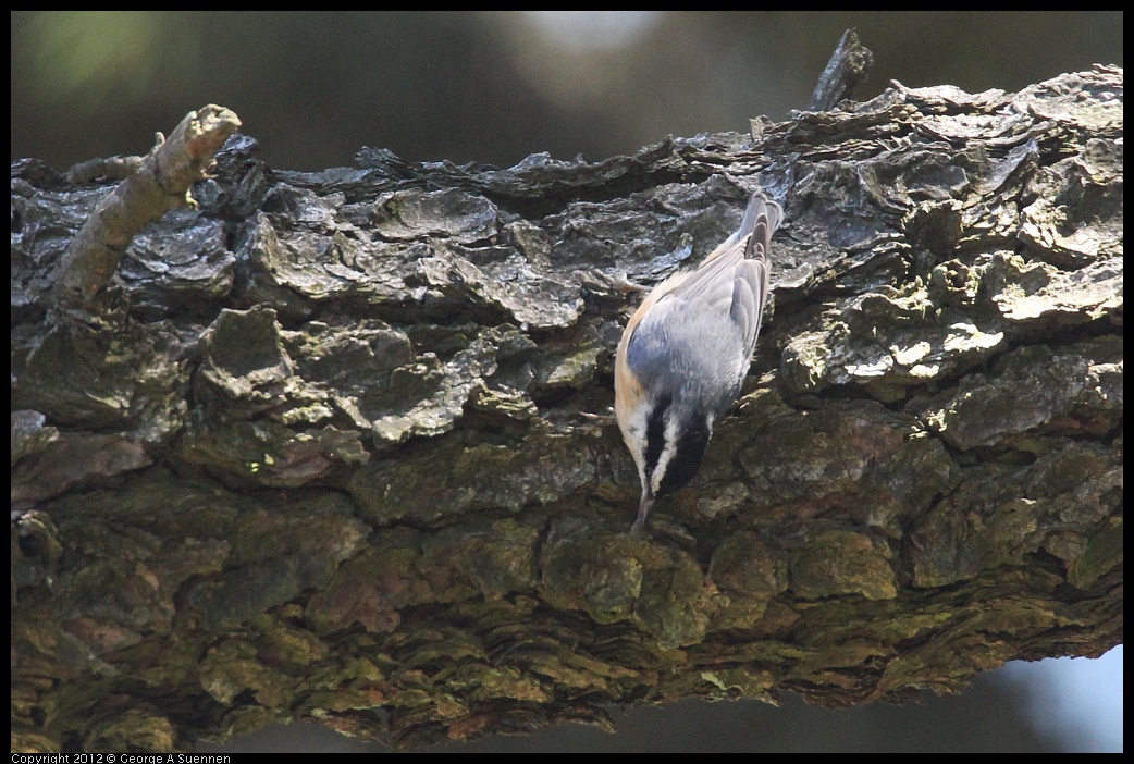 0906-120725-01.jpg - Red-breasted Nuthatch