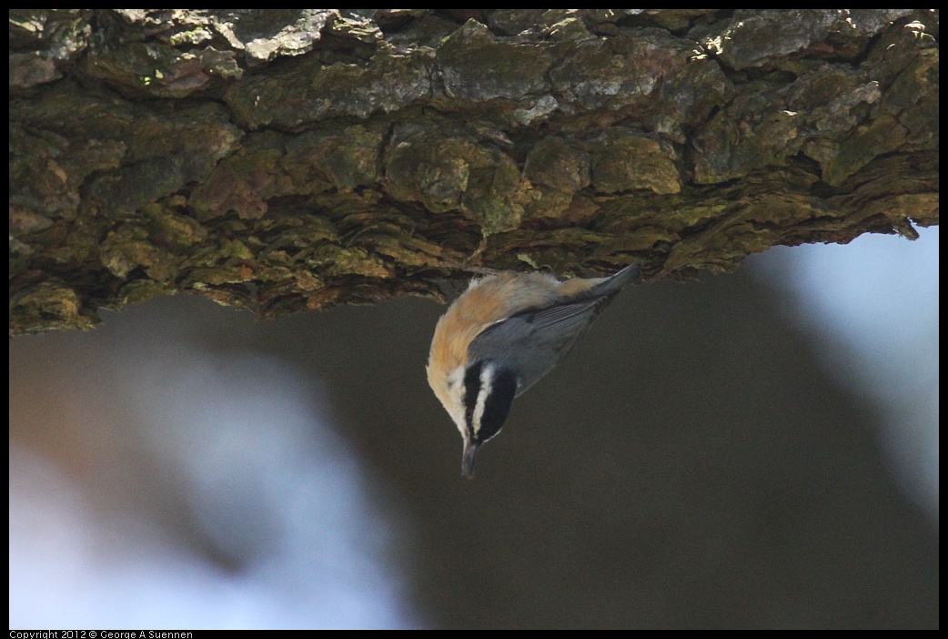 0906-120735-02.jpg - Red-breasted Nuthatch