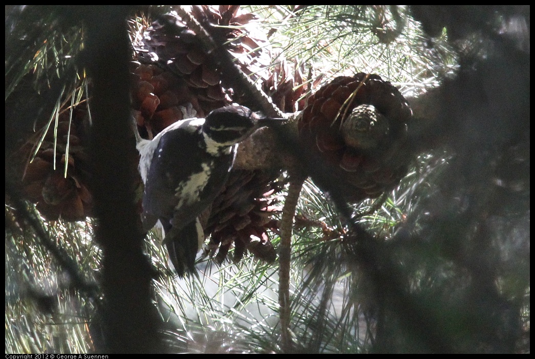 0906-120904-01.jpg - Hairy Woodpecker