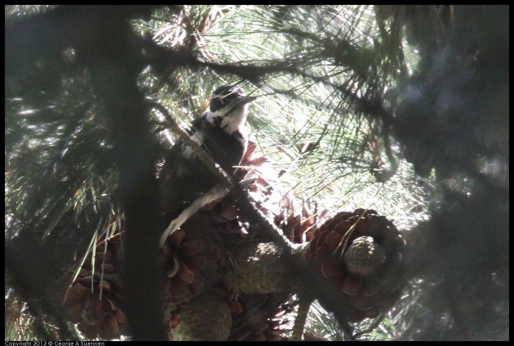 0906-120906-03.jpg - Hairy Woodpecker