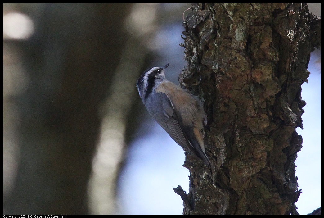 0906-121001-04.jpg - Red-breasted Nuthatch
