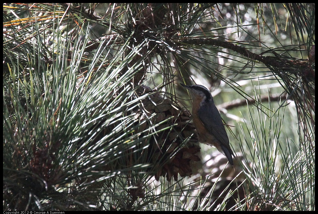 0906-121342-01.jpg - Red-breasted Nuthatch