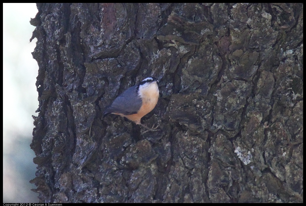 0906-121646-01.jpg - Red-breasted Nuthatch