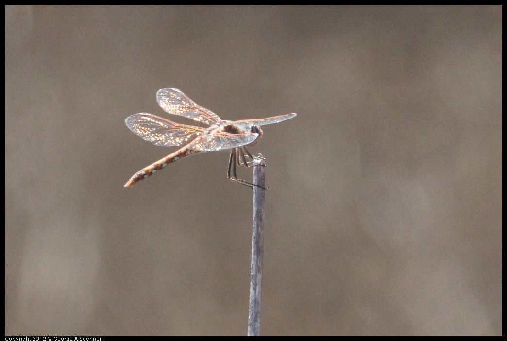 0906-122935-02.jpg - Dragonfly
