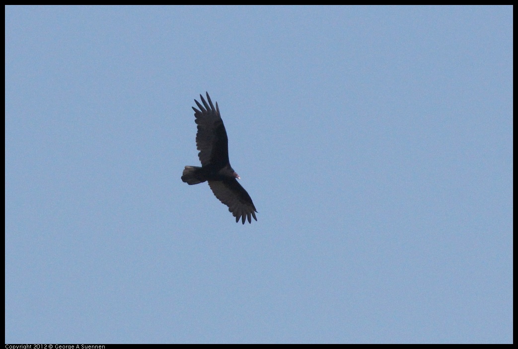 0906-124401-02.jpg - Turkey Vulture