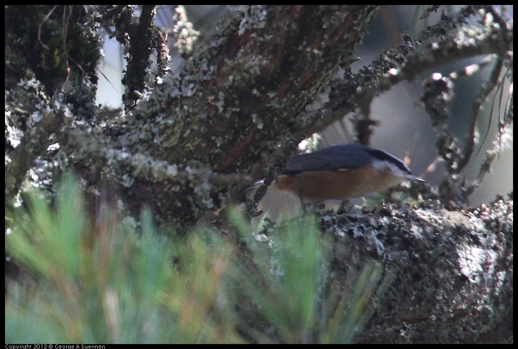 0908-153253-05.jpg - Red-breasted Nuthatch