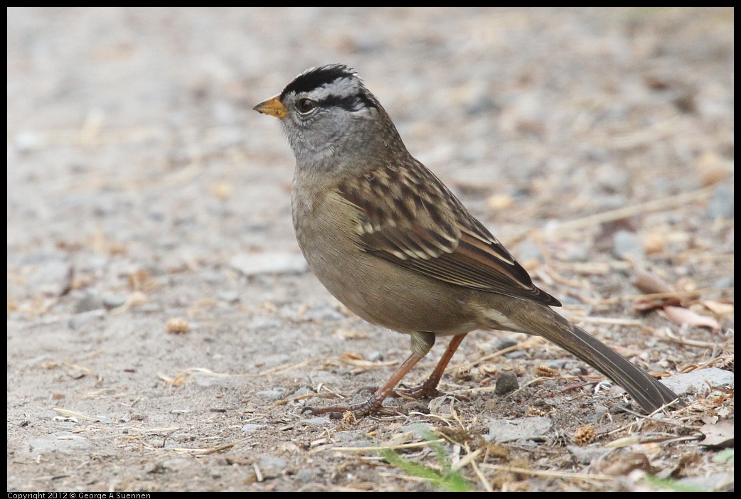 0927-095350-01.jpg - White-crowned Sparrow