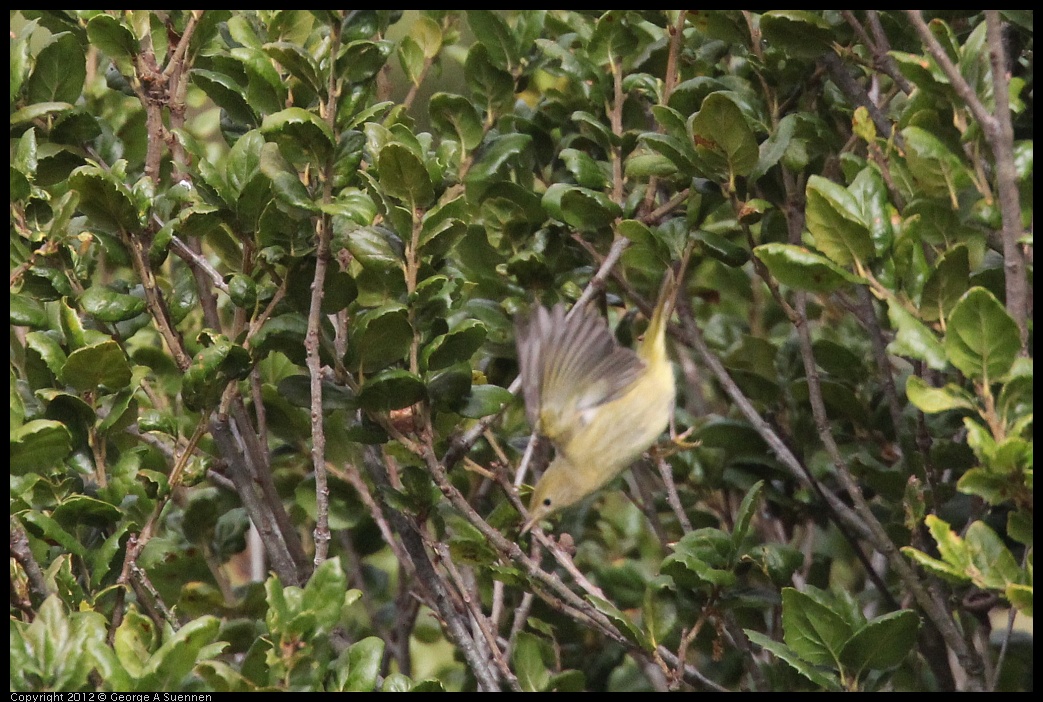 0927-100304-02.jpg - Yellow Warbler (?)