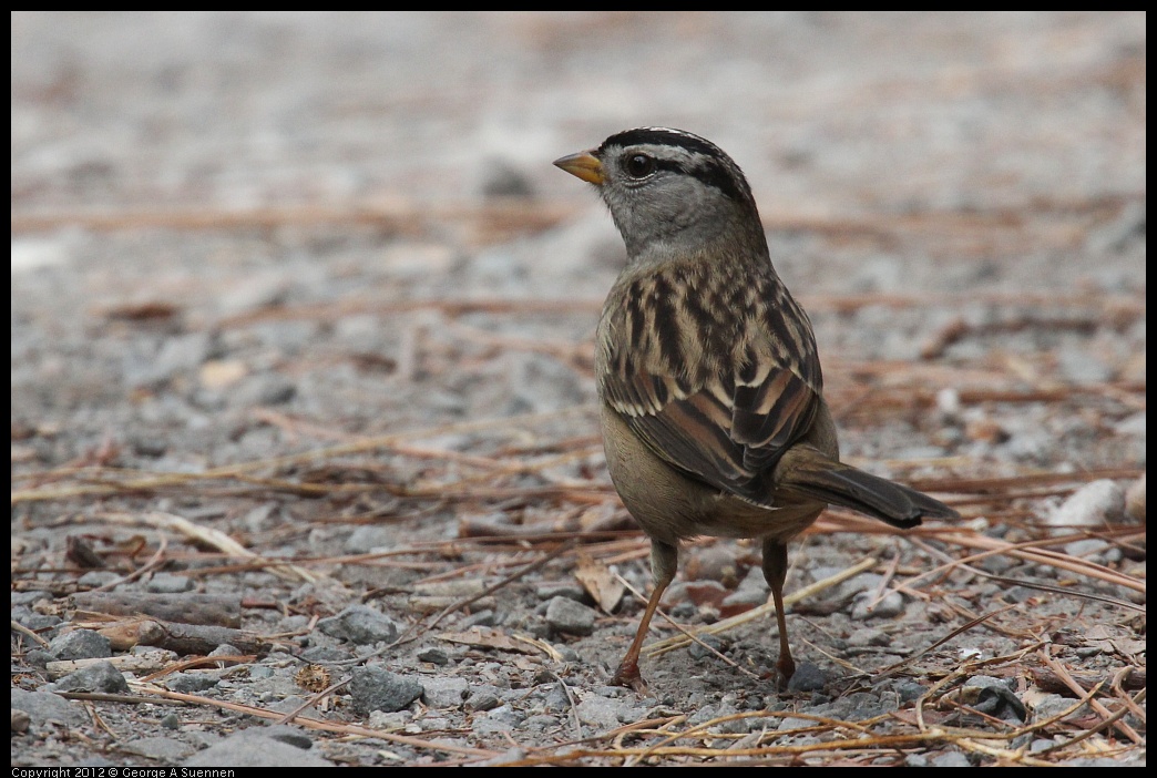 0927-103423-03.jpg - White-crowned Sparrow