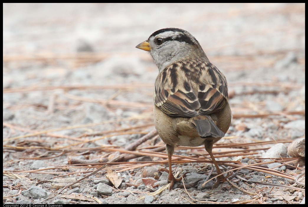 0927-103427-03.jpg - White-crowned Sparrow