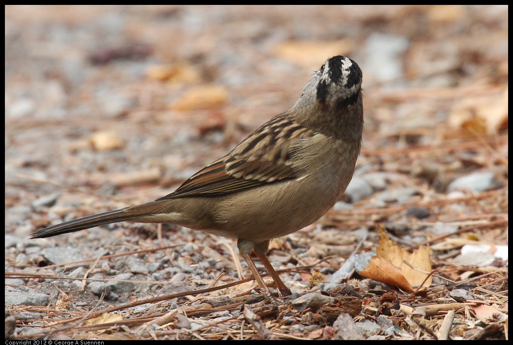 0927-103436-03.jpg - White-crowned Sparrow