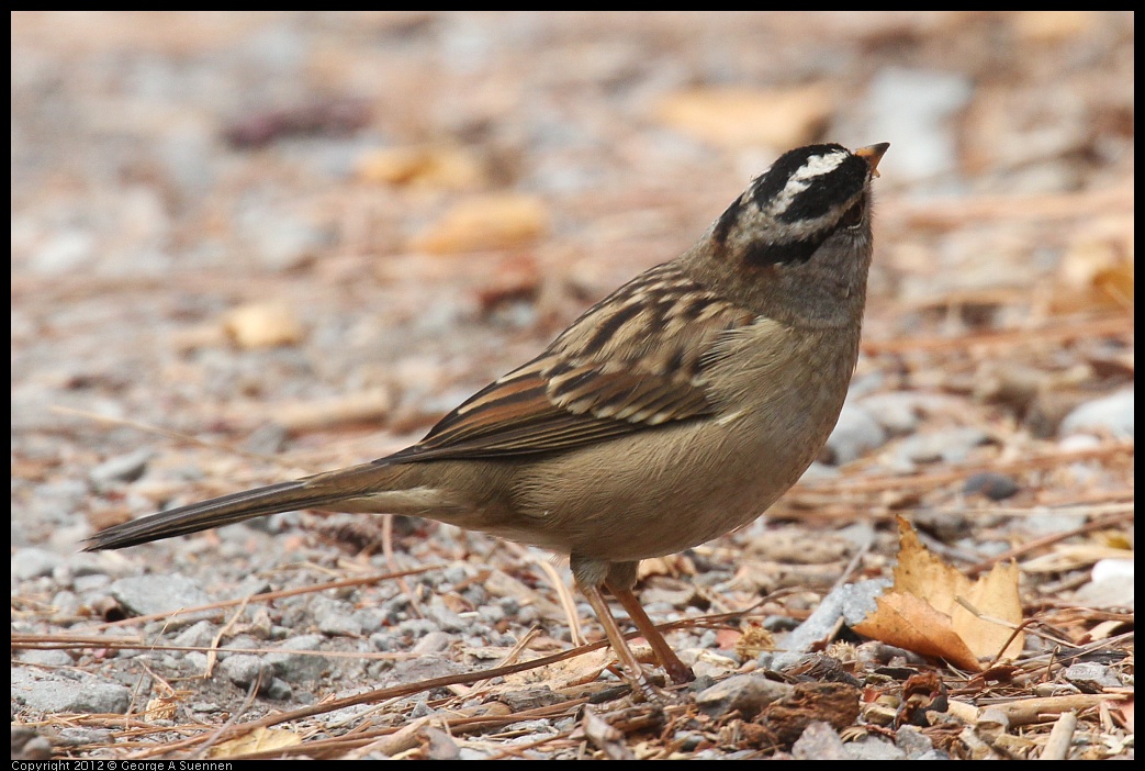 0927-103438-04.jpg - White-crowned Sparrow