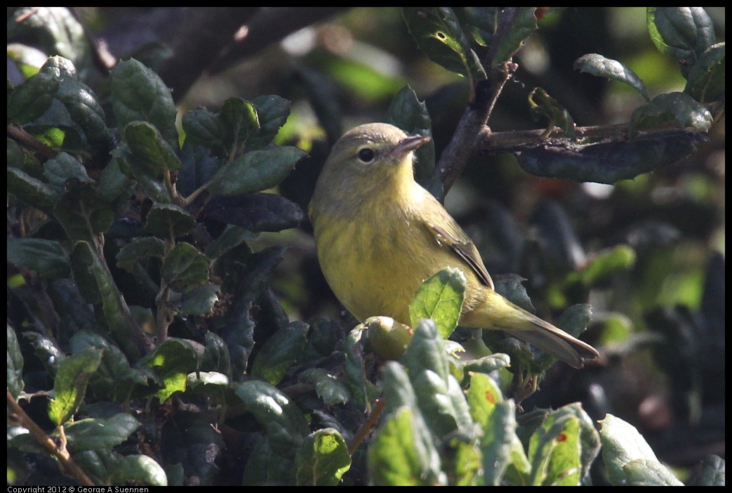 0927-104413-04.jpg - Yellow Warbler (?)