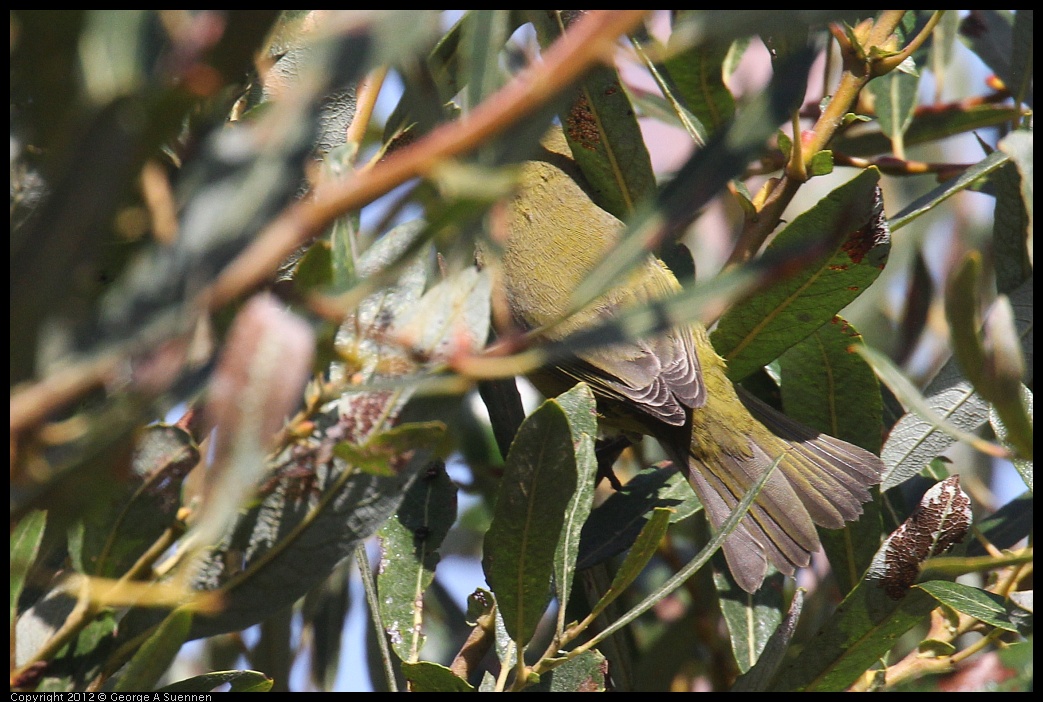 0927-104819-01.jpg - Orange-crowned Warbler  