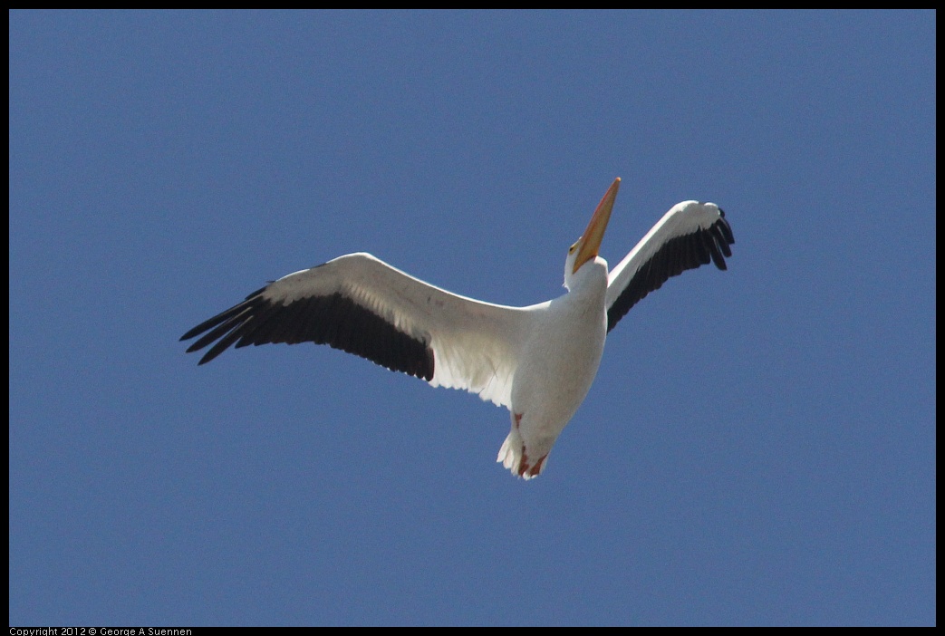 0927-105421-02.jpg - American White Pelican