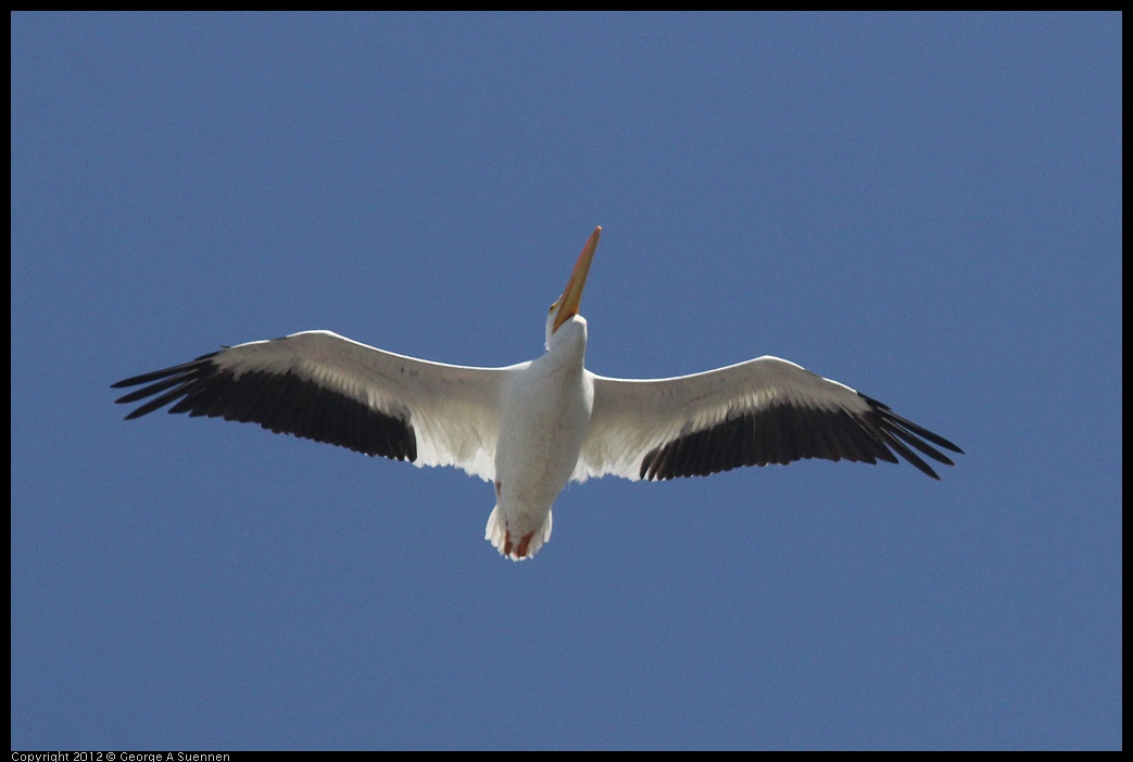0927-105422-01.jpg - American White Pelican