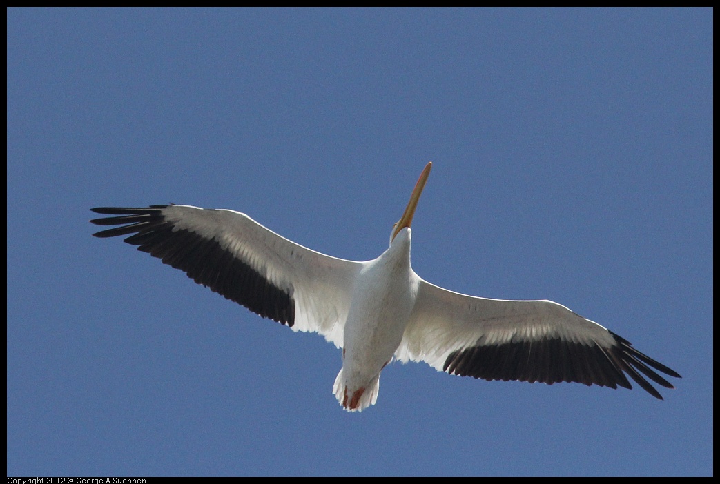 0927-105422-04.jpg - American White Pelican