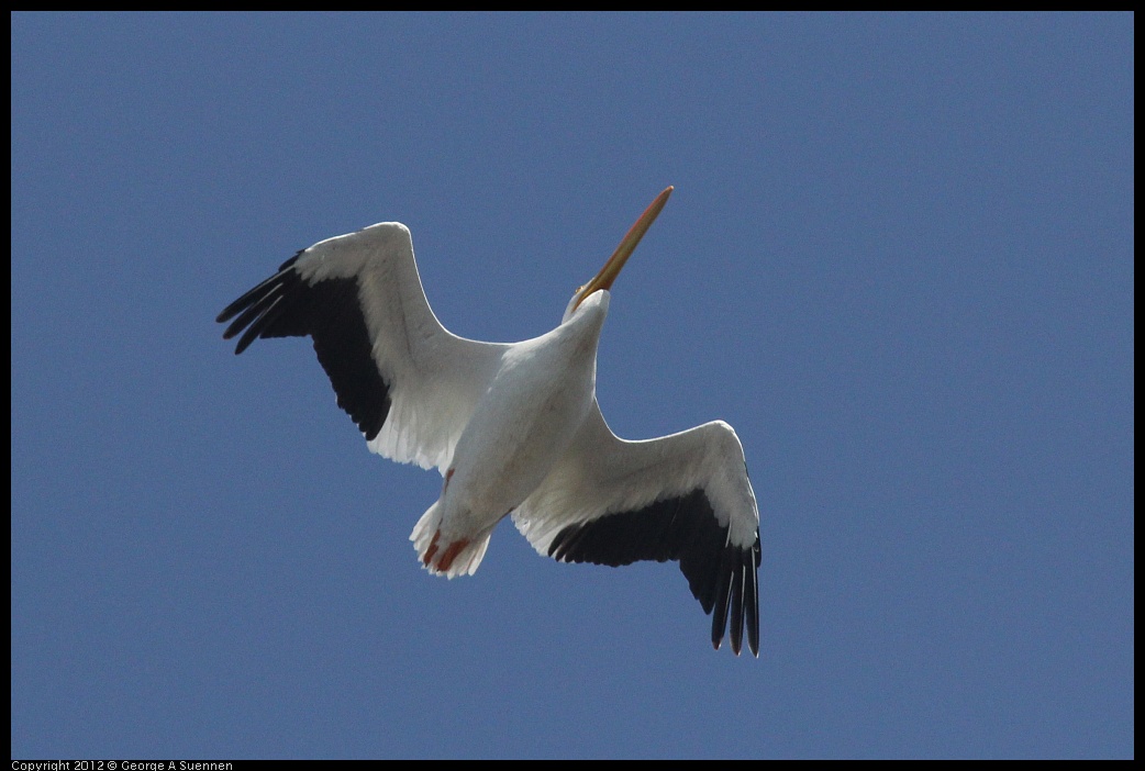 0927-105423-04.jpg - American White Pelican