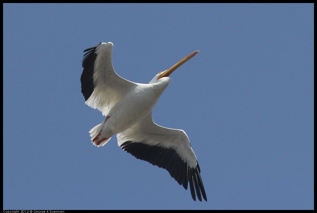 0927-105424-06.jpg - American White Pelican