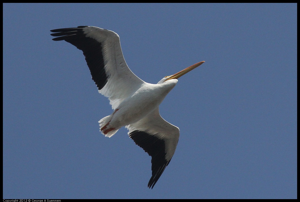 0927-105425-04.jpg - American White Pelican