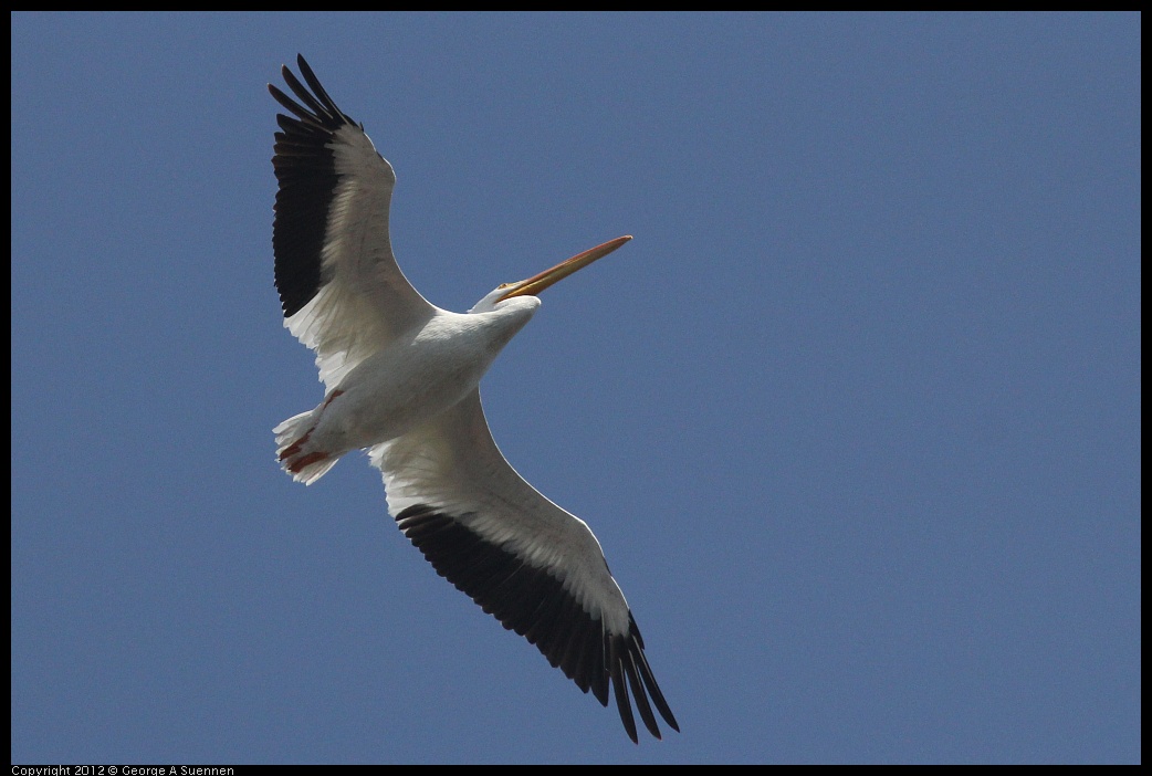 0927-105425-05.jpg - American White Pelican