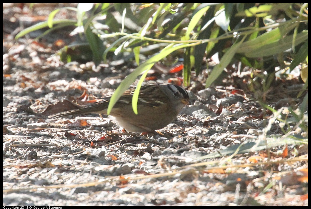 0929-141729-01.jpg - White-crowned Sparrow
