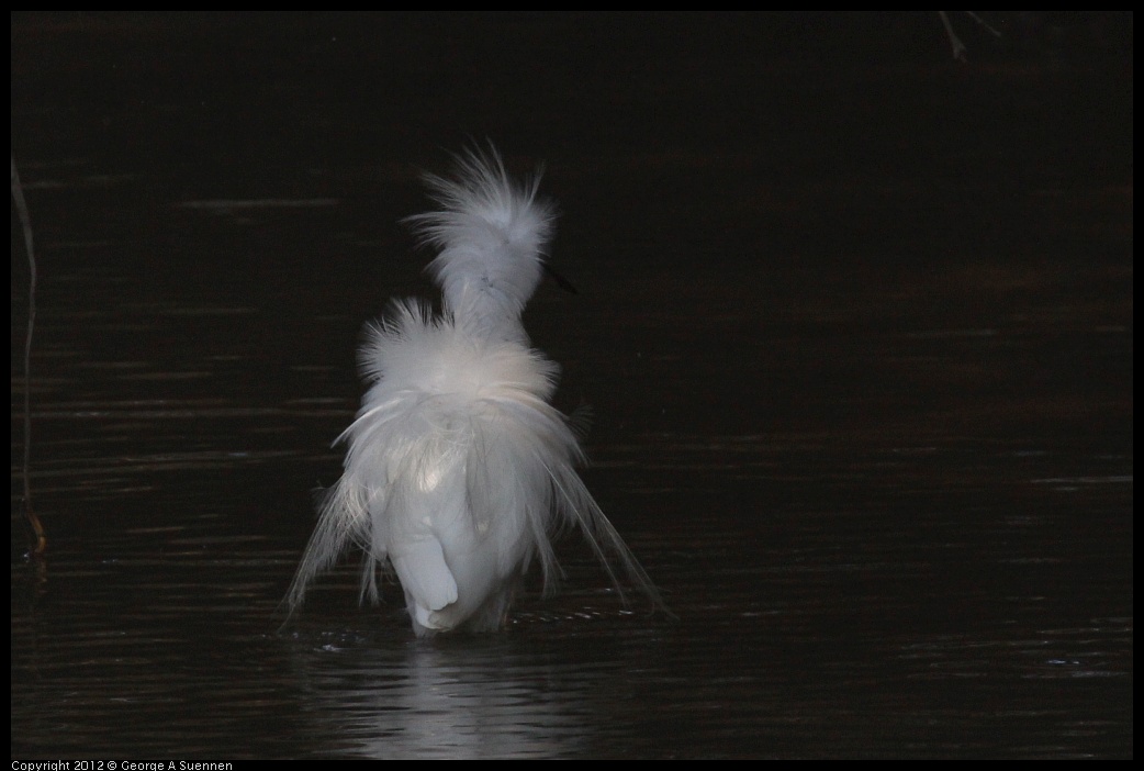 0929-142202-02.jpg - Snowy Egret