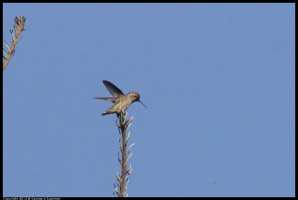 1002-080339-01.jpg - Anna's Hummingbird