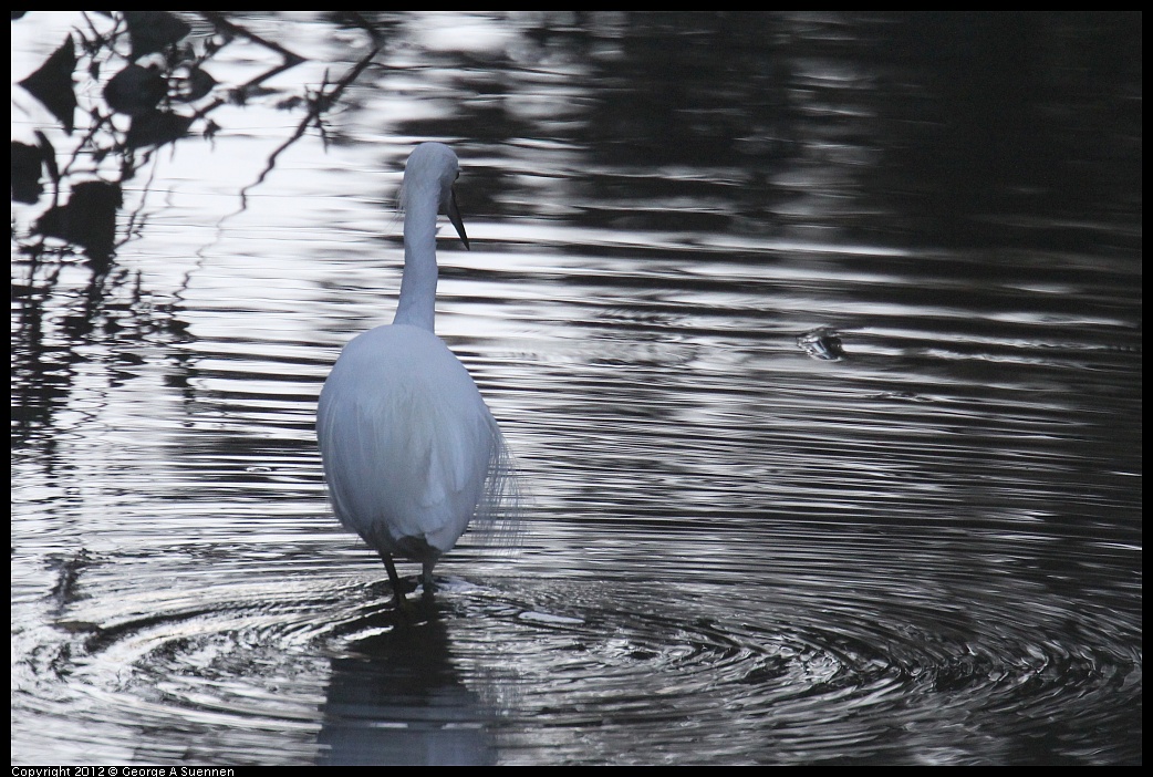 1005-081726-03.jpg - Snowy Egret