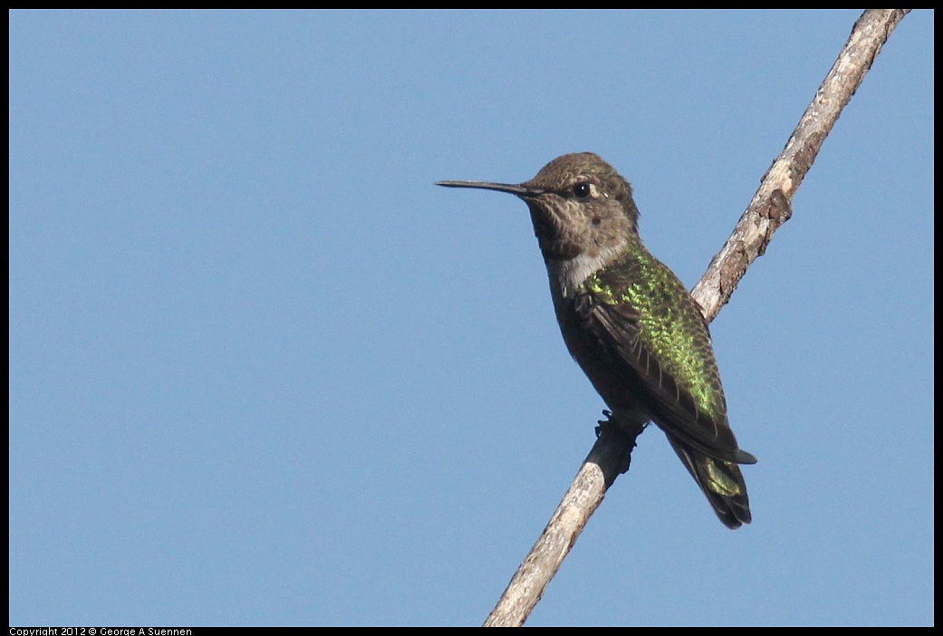 1005-090254-02.jpg - Anna's Hummingbird
