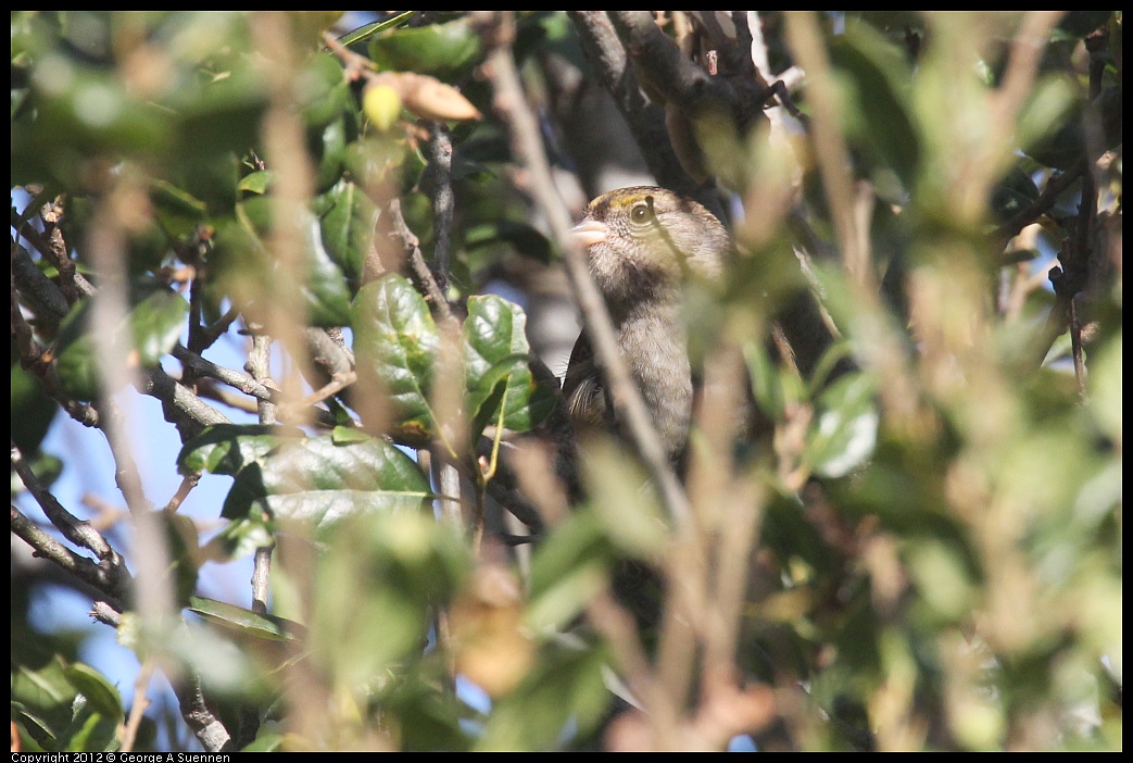 1005-090351-01.jpg - Golden-crowned Sparrow