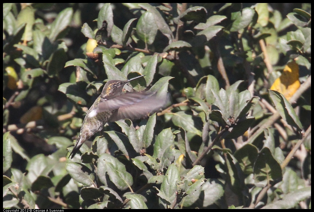 1006-155401-05.jpg - Anna's Hummingbird